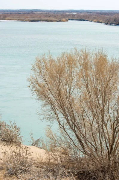 kum. Bahar. su. kar. haloxylon. Orta Asya, sinkiang, haloxylon ammodendron, haloxylon persicum, beyaz saxaul, saxaul serçe, plantae, kapalı tohumlular, fikir, temel fikir, caryophyllales, amaranthaceae, salsoloideae, Kuru, çöl, gökyüzü, bl