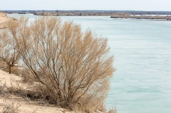 kum. Bahar. su. kar. haloxylon. Orta Asya, sinkiang, haloxylon ammodendron, haloxylon persicum, beyaz saxaul, saxaul serçe, plantae, kapalı tohumlular, fikir, temel fikir, caryophyllales, amaranthaceae, salsoloideae, Kuru, çöl, gökyüzü, bl