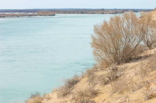 kum. Bahar. su. kar. haloxylon. Orta Asya, sinkiang, haloxylon ammodendron, haloxylon persicum, beyaz saxaul, saxaul serçe, plantae, kapalı tohumlular, fikir, temel fikir, caryophyllales, amaranthaceae, salsoloideae, Kuru, çöl, gökyüzü, bl