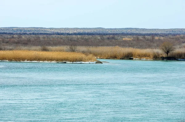 kum. Bahar. su. kar. haloxylon. Orta Asya, sinkiang, haloxylon ammodendron, haloxylon persicum, beyaz saxaul, saxaul serçe, plantae, kapalı tohumlular, fikir, temel fikir, caryophyllales, amaranthaceae, salsoloideae, Kuru, çöl, gökyüzü, bl