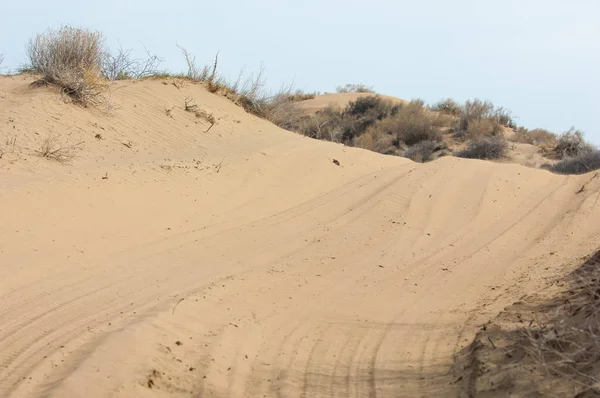 kum bahar bozkır. ağaçlar ve kum mavi gökyüzü arka plan üzerinde. Kazakistan bozkırlarında