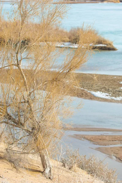 kum. Bahar. su. kar. haloxylon. Orta Asya, sinkiang, haloxylon ammodendron, haloxylon persicum, beyaz saxaul, saxaul serçe, plantae, kapalı tohumlular, fikir, temel fikir, caryophyllales, amaranthaceae, salsoloideae, Kuru, çöl, gökyüzü, bl