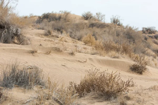 kum bahar bozkır. ağaçlar ve kum mavi gökyüzü arka plan üzerinde. Kazakistan bozkırlarında