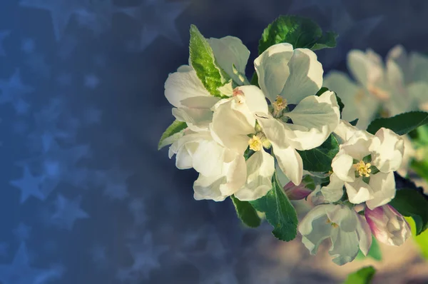Spring Springtime Springtide Prime Spring Blossom Branch Blossoming Apple Tree — Stock Photo, Image