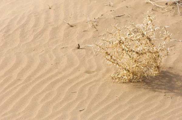 kum bahar bozkır. ağaçlar ve kum mavi gökyüzü arka plan üzerinde. Kazakistan bozkırlarında