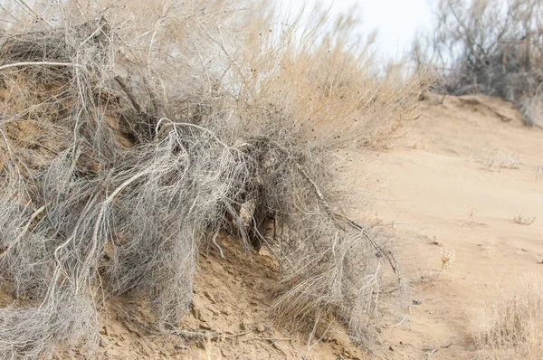 kum bahar bozkır. ağaçlar ve kum mavi gökyüzü arka plan üzerinde. Kazakistan bozkırlarında