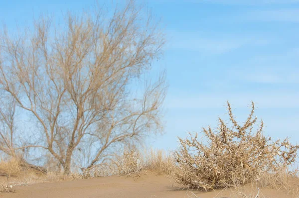kum bahar bozkır. ağaçlar ve kum mavi gökyüzü arka plan üzerinde. Kazakistan bozkırlarında