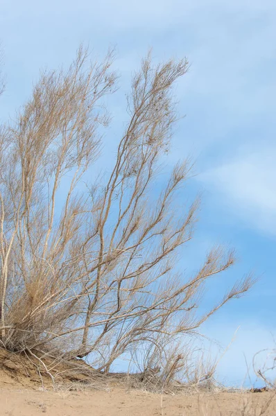 kum bahar bozkır. ağaçlar ve kum mavi gökyüzü arka plan üzerinde. Kazakistan bozkırlarında