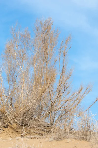 kum bahar bozkır. ağaçlar ve kum mavi gökyüzü arka plan üzerinde. Kazakistan bozkırlarında