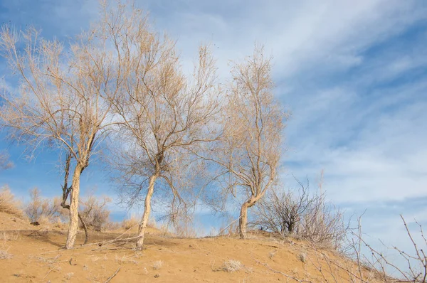 kum bahar bozkır. ağaçlar ve kum mavi gökyüzü arka plan üzerinde. Kazakistan bozkırlarında