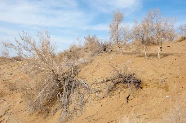 Steppe Printemps Sable Arbres Sable Sur Fond Ciel Bleu Steppes — Photo