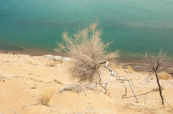 kum. Bahar. su. kar. haloxylon. Orta Asya, sinkiang, haloxylon ammodendron, haloxylon persicum, beyaz saxaul, saxaul serçe, plantae, kapalı tohumlular, fikir, temel fikir, caryophyllales, amaranthaceae, salsoloideae, Kuru, çöl, gökyüzü, bl