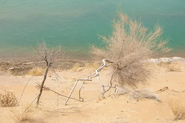 kum. Bahar. su. kar. haloxylon. Orta Asya, sinkiang, haloxylon ammodendron, haloxylon persicum, beyaz saxaul, saxaul serçe, plantae, kapalı tohumlular, fikir, temel fikir, caryophyllales, amaranthaceae, salsoloideae, Kuru, çöl, gökyüzü, bl