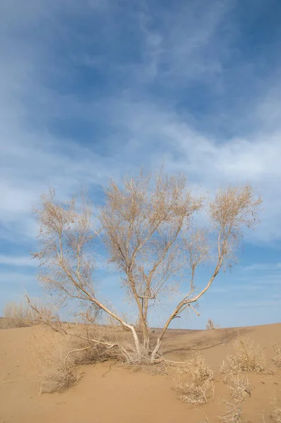 kum bahar bozkır. ağaçlar ve kum mavi gökyüzü arka plan üzerinde. Kazakistan bozkırlarında