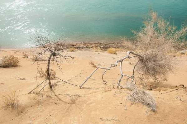 kum. Bahar. su. kar. haloxylon. Orta Asya, sinkiang, haloxylon ammodendron, haloxylon persicum, beyaz saxaul, saxaul serçe, plantae, kapalı tohumlular, fikir, temel fikir, caryophyllales, amaranthaceae, salsoloideae, Kuru, çöl, gökyüzü, bl