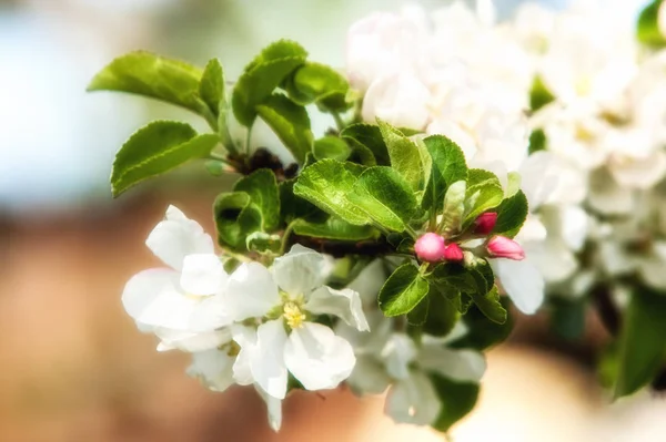 Spring Springtime Springtide Prime Spring Blossom Branch Blossoming Apple Tree — Stock Photo, Image