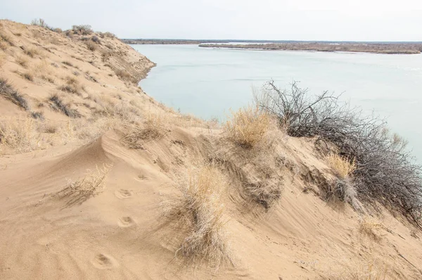 kum. Bahar. su. kar. haloxylon. Orta Asya, sinkiang, haloxylon ammodendron, haloxylon persicum, beyaz saxaul, saxaul serçe, plantae, kapalı tohumlular, fikir, temel fikir, caryophyllales, amaranthaceae, salsoloideae, Kuru, çöl, gökyüzü, bl