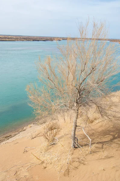 kum. Bahar. su. kar. haloxylon. Orta Asya, sinkiang, haloxylon ammodendron, haloxylon persicum, beyaz saxaul, saxaul serçe, plantae, kapalı tohumlular, fikir, temel fikir, caryophyllales, amaranthaceae, salsoloideae, Kuru, çöl, gökyüzü, bl