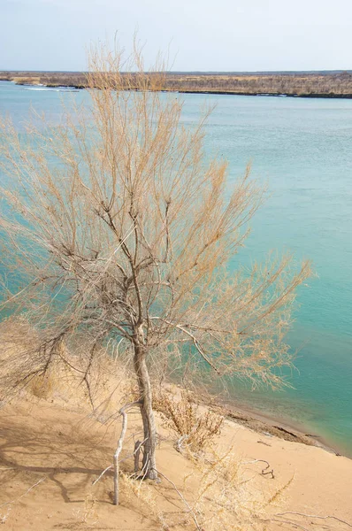 kum. Bahar. su. kar. haloxylon. Orta Asya, sinkiang, haloxylon ammodendron, haloxylon persicum, beyaz saxaul, saxaul serçe, plantae, kapalı tohumlular, fikir, temel fikir, caryophyllales, amaranthaceae, salsoloideae, Kuru, çöl, gökyüzü, bl