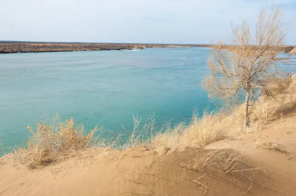 kum. Bahar. su. kar. haloxylon. Orta Asya, sinkiang, haloxylon ammodendron, haloxylon persicum, beyaz saxaul, saxaul serçe, plantae, kapalı tohumlular, fikir, temel fikir, caryophyllales, amaranthaceae, salsoloideae, Kuru, çöl, gökyüzü, bl