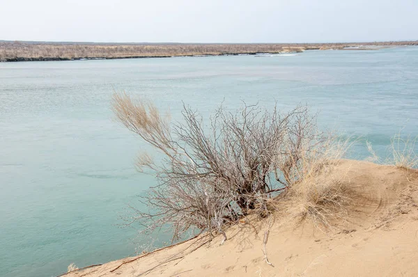 kum. Bahar. su. kar. haloxylon. Orta Asya, sinkiang, haloxylon ammodendron, haloxylon persicum, beyaz saxaul, saxaul serçe, plantae, kapalı tohumlular, fikir, temel fikir, caryophyllales, amaranthaceae, salsoloideae, Kuru, çöl, gökyüzü, bl