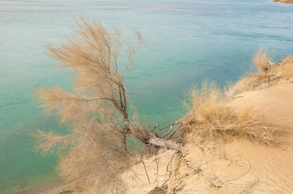 kum. Bahar. su. kar. haloxylon. Orta Asya, sinkiang, haloxylon ammodendron, haloxylon persicum, beyaz saxaul, saxaul serçe, plantae, kapalı tohumlular, fikir, temel fikir, caryophyllales, amaranthaceae, salsoloideae, Kuru, çöl, gökyüzü, bl