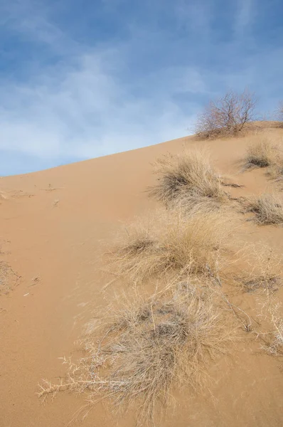 kum bahar bozkır. ağaçlar ve kum mavi gökyüzü arka plan üzerinde. Kazakistan bozkırlarında