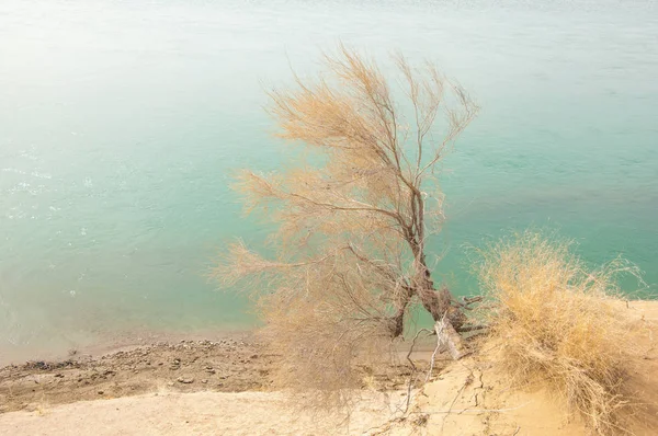 kum. Bahar. su. kar. haloxylon. Orta Asya, sinkiang, haloxylon ammodendron, haloxylon persicum, beyaz saxaul, saxaul serçe, plantae, kapalı tohumlular, fikir, temel fikir, caryophyllales, amaranthaceae, salsoloideae, Kuru, çöl, gökyüzü, bl