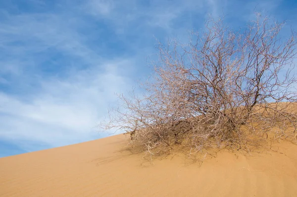 kum bahar bozkır. ağaçlar ve kum mavi gökyüzü arka plan üzerinde. Kazakistan bozkırlarında