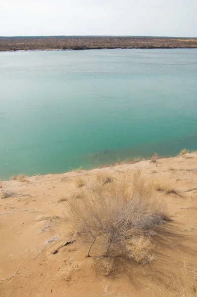 kum. Bahar. su. kar. haloxylon. Orta Asya, sinkiang, haloxylon ammodendron, haloxylon persicum, beyaz saxaul, saxaul serçe, plantae, kapalı tohumlular, fikir, temel fikir, caryophyllales, amaranthaceae, salsoloideae, Kuru, çöl, gökyüzü, bl