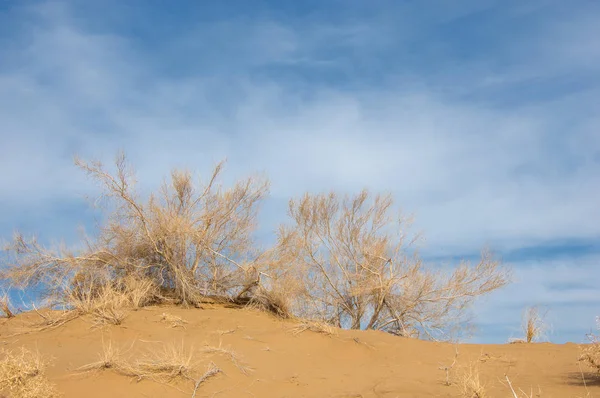 kum bahar bozkır. ağaçlar ve kum mavi gökyüzü arka plan üzerinde. Kazakistan bozkırlarında