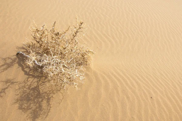 kum bahar bozkır. ağaçlar ve kum mavi gökyüzü arka plan üzerinde. Kazakistan bozkırlarında