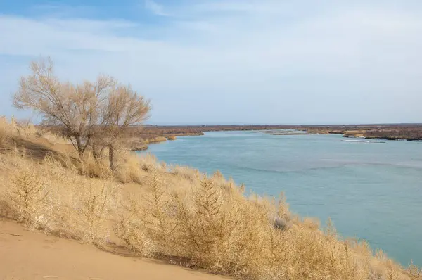 kum. Bahar. su. kar. haloxylon. Orta Asya, sinkiang, haloxylon ammodendron, haloxylon persicum, beyaz saxaul, saxaul serçe, plantae, kapalı tohumlular, fikir, temel fikir, caryophyllales, amaranthaceae, salsoloideae, Kuru, çöl, gökyüzü, bl