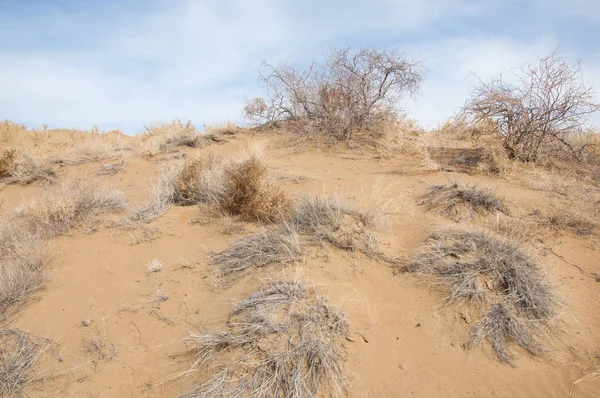 Steppe Printemps Sable Arbres Sable Sur Fond Ciel Bleu Steppes — Photo