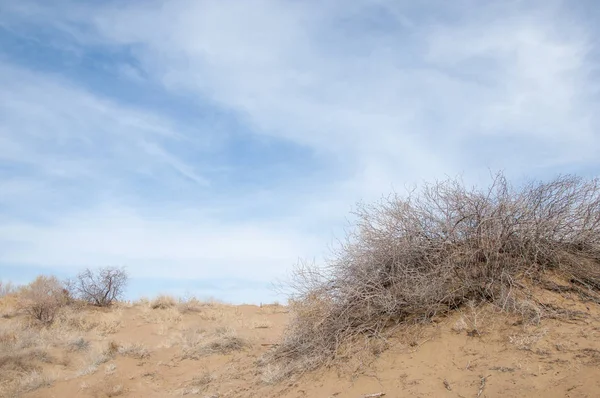 kum bahar bozkır. ağaçlar ve kum mavi gökyüzü arka plan üzerinde. Kazakistan bozkırlarında