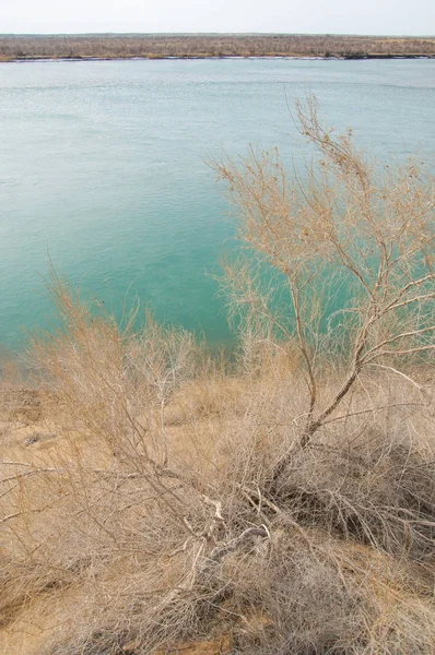 kum. Bahar. su. kar. haloxylon. Orta Asya, sinkiang, haloxylon ammodendron, haloxylon persicum, beyaz saxaul, saxaul serçe, plantae, kapalı tohumlular, fikir, temel fikir, caryophyllales, amaranthaceae, salsoloideae, Kuru, çöl, gökyüzü, bl