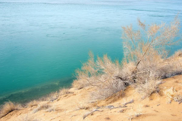 kum. Bahar. su. kar. haloxylon. Orta Asya, sinkiang, haloxylon ammodendron, haloxylon persicum, beyaz saxaul, saxaul serçe, plantae, kapalı tohumlular, fikir, temel fikir, caryophyllales, amaranthaceae, salsoloideae, Kuru, çöl, gökyüzü, bl