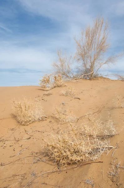 kum bahar bozkır. ağaçlar ve kum mavi gökyüzü arka plan üzerinde. Kazakistan bozkırlarında