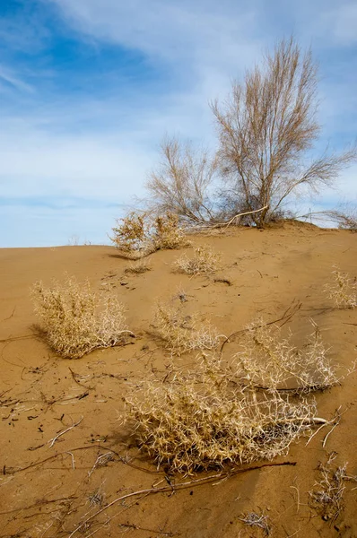 kum bahar bozkır. ağaçlar ve kum mavi gökyüzü arka plan üzerinde. Kazakistan bozkırlarında