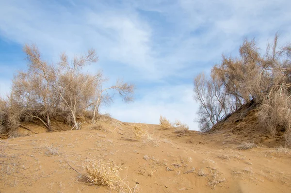 kum bahar bozkır. ağaçlar ve kum mavi gökyüzü arka plan üzerinde. Kazakistan bozkırlarında