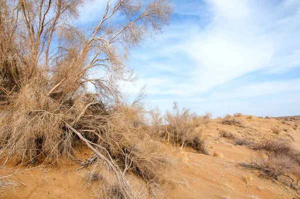 kum bahar bozkır. ağaçlar ve kum mavi gökyüzü arka plan üzerinde. Kazakistan bozkırlarında