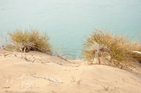 kum. bahar. su. kar. Haloxylon. Orta Asya, Sinkiang, Haloxylon ammodendron, Haloxylon persicum, beyaz saxaul, Saxaul serçe, Plantae, Kapalı tohumlular, 