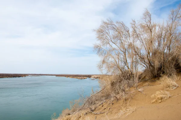 kum. bahar. su. kar. Haloxylon. Orta Asya, Sinkiang, Haloxylon ammodendron, Haloxylon persicum, beyaz saxaul, Saxaul serçe, Plantae, Kapalı tohumlular, 