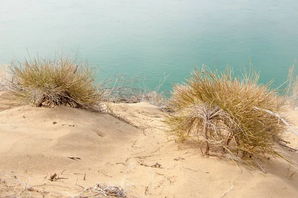 kum. Bahar. su. kar. haloxylon. Orta Asya, sinkiang, haloxylon ammodendron, haloxylon persicum, beyaz saxaul, saxaul serçe, plantae, kapalı tohumlular, fikir, temel fikir, caryophyllales, amaranthaceae, salsoloideae, Kuru, çöl, gökyüzü, bl