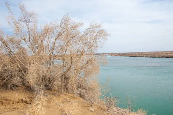 kum. Bahar. su. kar. haloxylon. Orta Asya, sinkiang, haloxylon ammodendron, haloxylon persicum, beyaz saxaul, saxaul serçe, plantae, kapalı tohumlular, fikir, temel fikir, caryophyllales, amaranthaceae, salsoloideae, Kuru, çöl, gökyüzü, bl