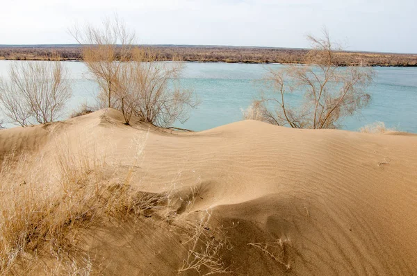 kum. Bahar. su. kar. haloxylon. Orta Asya, sinkiang, haloxylon ammodendron, haloxylon persicum, beyaz saxaul, saxaul serçe, plantae, kapalı tohumlular, fikir, temel fikir, caryophyllales, amaranthaceae, salsoloideae, Kuru, çöl, gökyüzü, bl