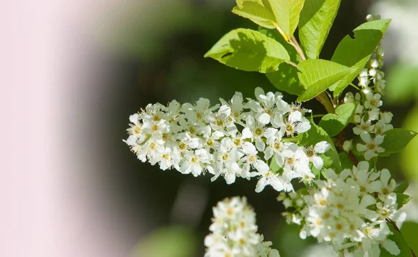 最盛期 プライム 春の花 庭の背景に活気付くりんごの木の枝 — ストック写真