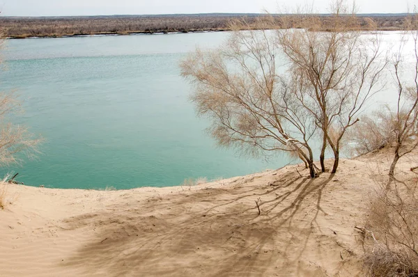 kum. Bahar. su. kar. haloxylon. Orta Asya, sinkiang, haloxylon ammodendron, haloxylon persicum, beyaz saxaul, saxaul serçe, plantae, kapalı tohumlular, fikir, temel fikir, caryophyllales, amaranthaceae, salsoloideae, Kuru, çöl, gökyüzü, bl