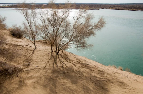 kum. Bahar. su. kar. haloxylon. Orta Asya, sinkiang, haloxylon ammodendron, haloxylon persicum, beyaz saxaul, saxaul serçe, plantae, kapalı tohumlular, fikir, temel fikir, caryophyllales, amaranthaceae, salsoloideae, Kuru, çöl, gökyüzü, bl