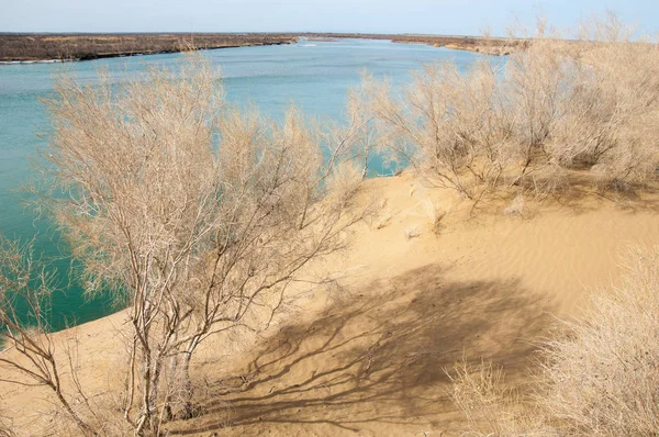 kum. Bahar. su. kar. haloxylon. Orta Asya, sinkiang, haloxylon ammodendron, haloxylon persicum, beyaz saxaul, saxaul serçe, plantae, kapalı tohumlular, fikir, temel fikir, caryophyllales, amaranthaceae, salsoloideae, Kuru, çöl, gökyüzü, bl